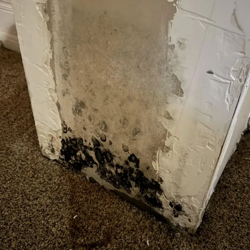 Professional Mold Removal in Westport, NC